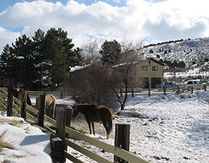 Horses in the foreground of a rustic house and multi-acre property