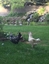 Pocatello Real Estate - MLS #579456 - Photograph #46