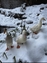 Pocatello Real Estate - MLS #579456 - Photograph #50