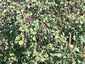 Pocatello Real Estate - MLS #580547 - Photograph #24