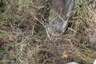 Pocatello Real Estate - MLS #582544 - Photograph #33