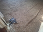 Pocatello Real Estate - MLS #582552 - Photograph #8