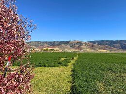 Grace Idaho Real Estate