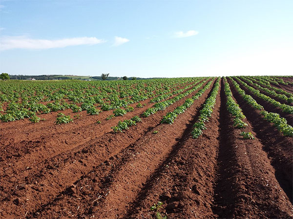 Potato farm near Pocatello, Idaho